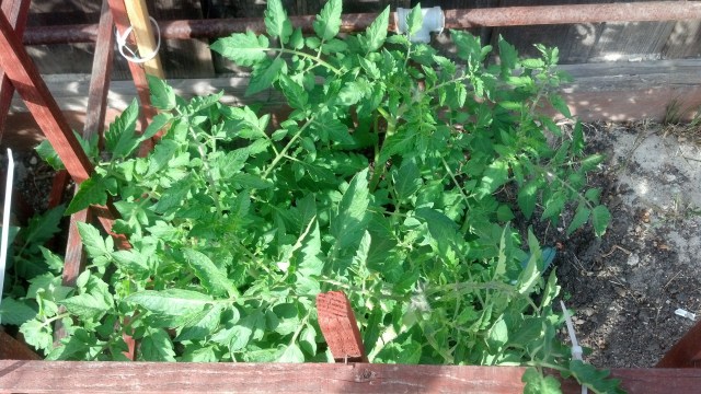 IMG_20130511_173434_540