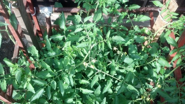 IMG_20130511_173446_230