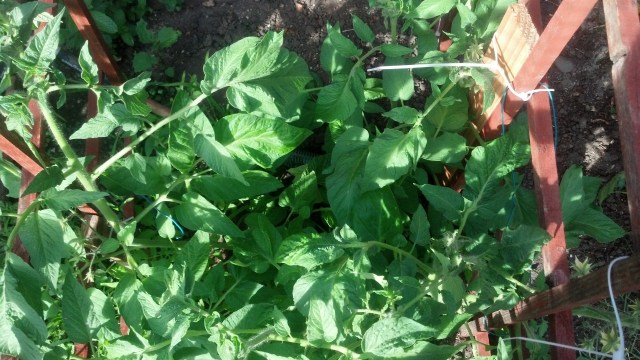 IMG_20130511_173456_188