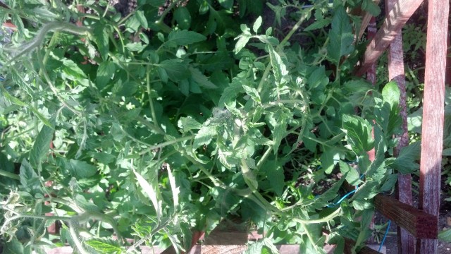 IMG_20130511_173505_183