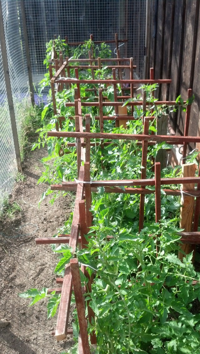 IMG_20130511_173653_382