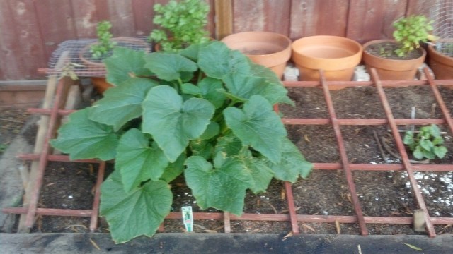 IMG_20130602_200042_250