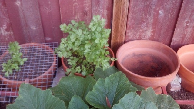 IMG_20130602_200048_860