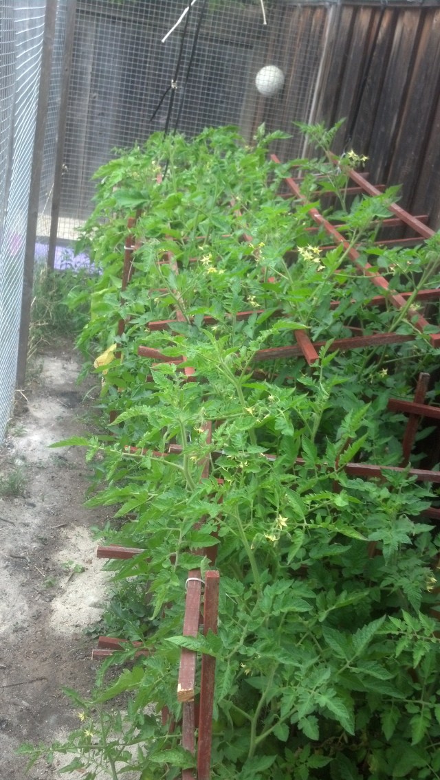 IMG_20130604_084109_559