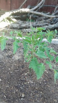 13968832647_f4e4dd3ed7[1]