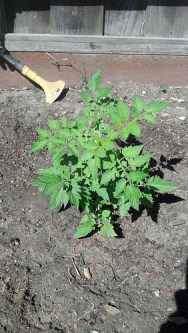 13968847507_abedce6cfe[1]